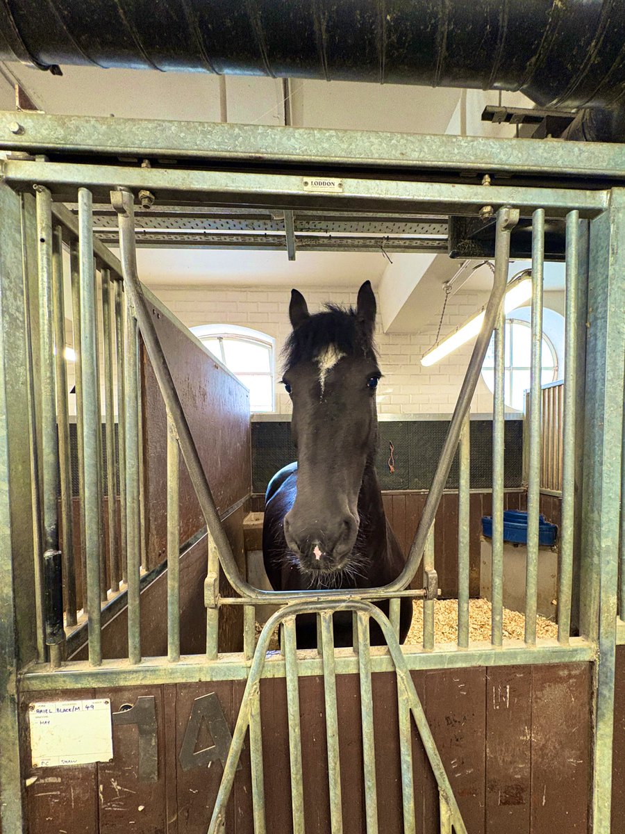 The best part of now being a L2 officer…when your with your team Guvnor who is ex mounted and she takes you to Great Scotland Yard stables to meet the PHs during a very Q protest