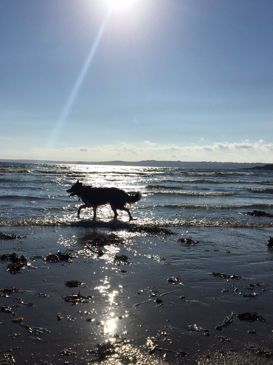 Magic was diagnosed with an abdominal mass three months ago and defied expectations by enjoying life longer than any of us thought she would.  But in the early hours of this morning, on her 15th birthday, she said her goodbyes and left me for ever, and I am bereft 💔💔💔💔