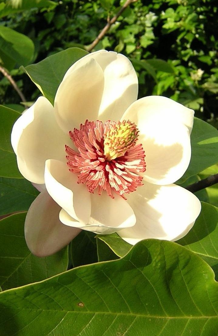 🌸 Did you know? 

Magnolia flowers are so ancient that they evolved before bees even existed! 🐝

Instead of relying on bees, Magnolias are pollinated by beetles 🪲—some of the earliest flower visitors on Earth.