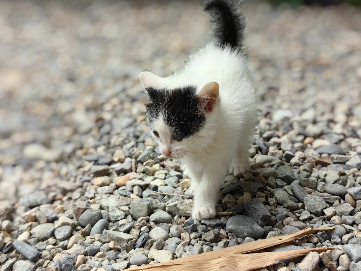 Happy dog,and cute kitty