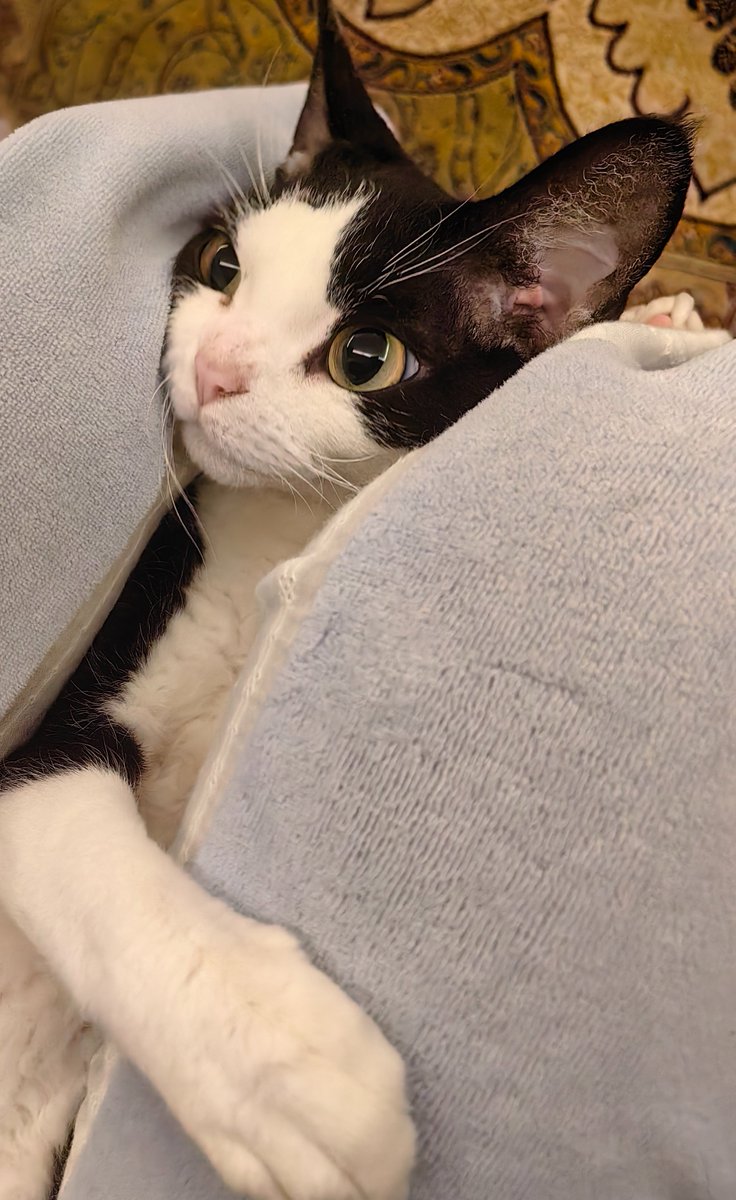 午后的Mathilda小姐（草稿）