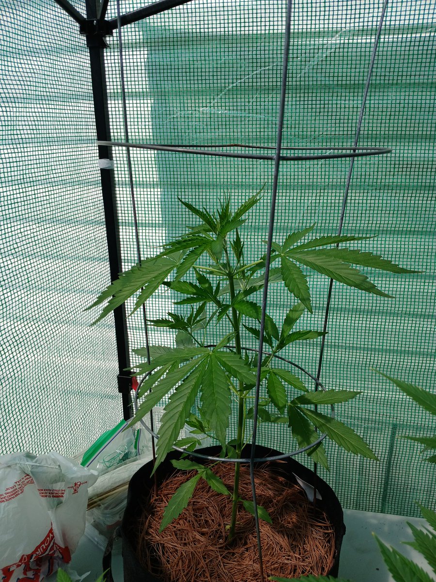 MrPhill_Good's tweet image. Fat Banana 🍌