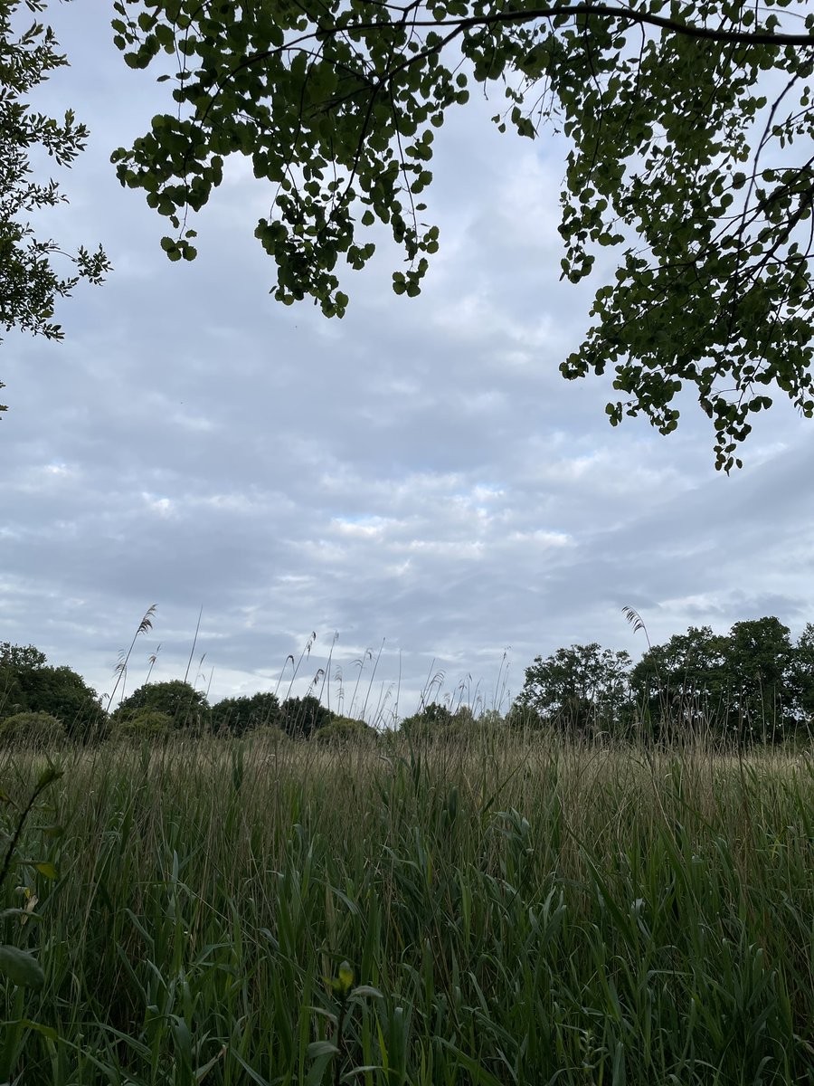 Z_6PO's tweet photo. Today I walked around 10k steps under the clouded sky of my birth town, wandering in the wild paths surrounding the city. I had an amazing time 

📍Britanny - France https://t.co/4I3R4SswxP