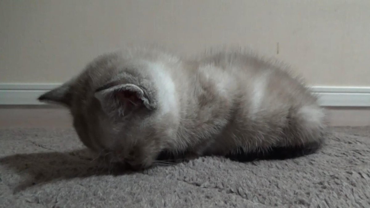 #ギリギリネコ判定選手権