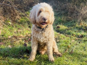 millypod1's tweet photo. π31 MAY 2025 #STOLEN RUFUS #ScanMe
OLDER Pale Yellow Cockerpoo Male @EssexPoliceUK
Braxted Park Farm area #CO5
Suspicious Silver Pickup Truck seen leaving the scene at time of disappearance.
SIGHTINGSβοΈ07770 647 844
#Kelvedon #Braxted #Colchester #Essex https://t.co/r9h9LO7Btc https://t.co/7HfXqzmsqE
