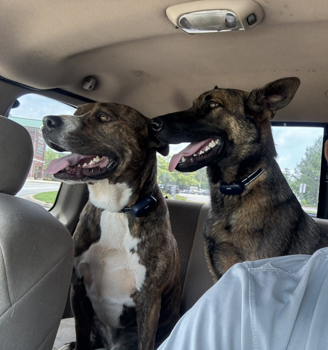 bjchristrey's tweet image. Field Trip 🐕‍🦺🐾