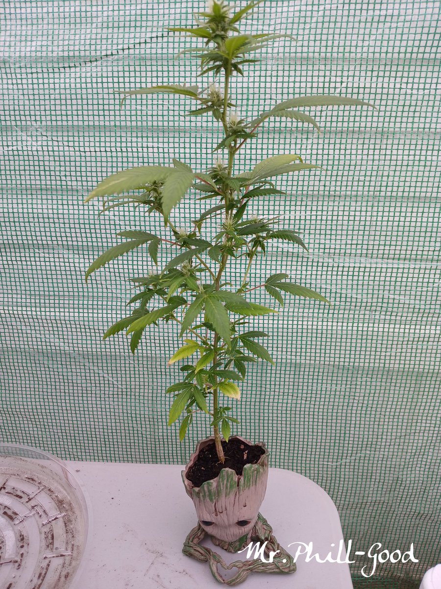 MrPhill_Good's tweet image. I AM GROOT 😎