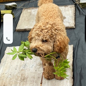millypod1's tweet image. 🆘7 JUN 2025 #Lost FINNEY #ScanMe
Brown Cockerpoo Male
Anderton Crescent Recreation Park, Buckshaw Village #Chorley #Lancashire #PR7
doglost.co.uk/dog-blog.php?d…