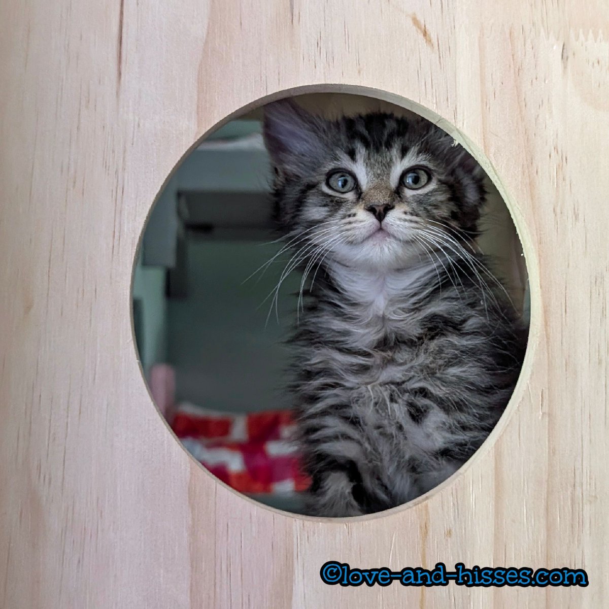In case you missed it, Benji is pleased to announce that he is adoption pending and will go home in a few weeks after his neuter. He'll be joining a wonderful family with kitties for him to play with. ❤️