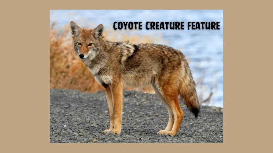Visit Edith G. Read Wildlife Sanctuary this Sunday, June 8, from 2 p.m. to 3:30 p.m. where a Naturalist will help you learn about Coyotes and their identification, where to find them and how they hunt for food.