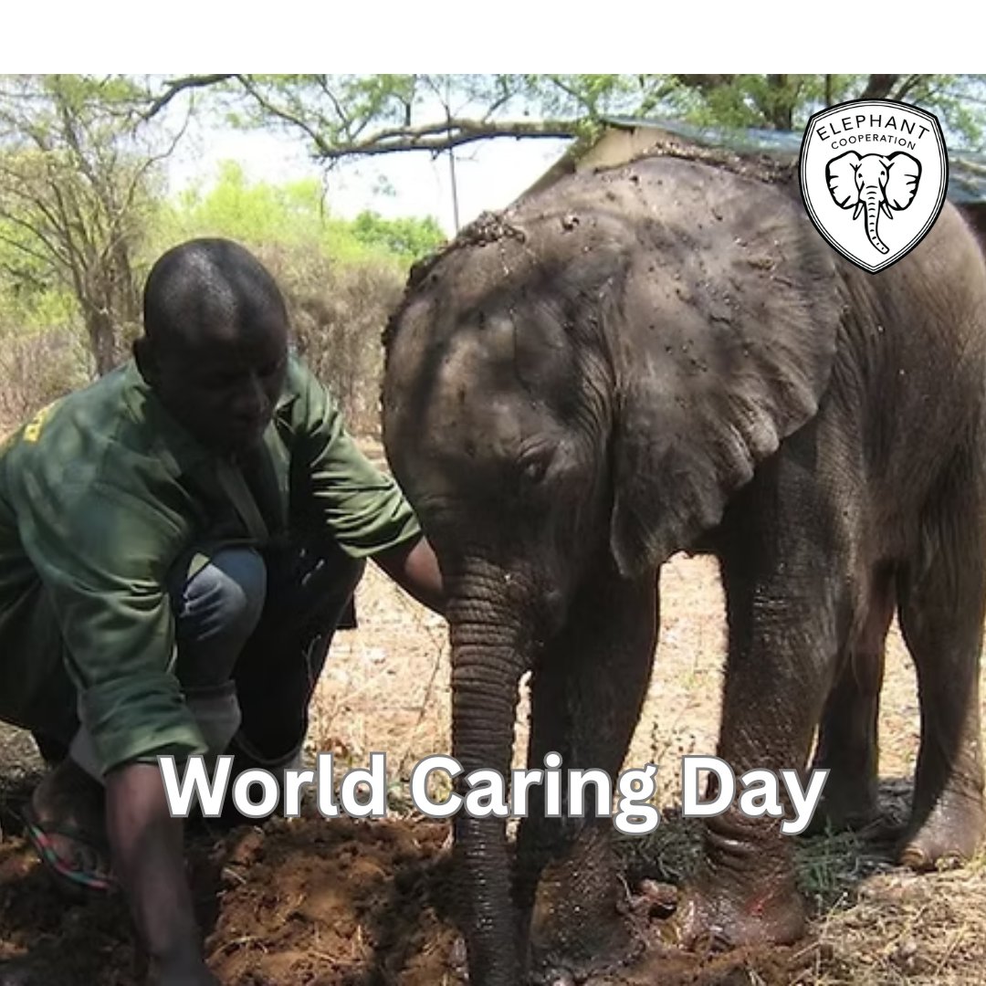 ElephantCoop's tweet image. 💛 #WorldCaringDay reminds us that compassion creates real change.
At Elephant Cooperation, we care for those who can’t ask—like orphaned elephants.
Rescue. Rehab. Daily care. Small acts make a big impact. 🐘
#CooperateToCoexist #Elephants #RehabilitationMatters #ChangeMakers