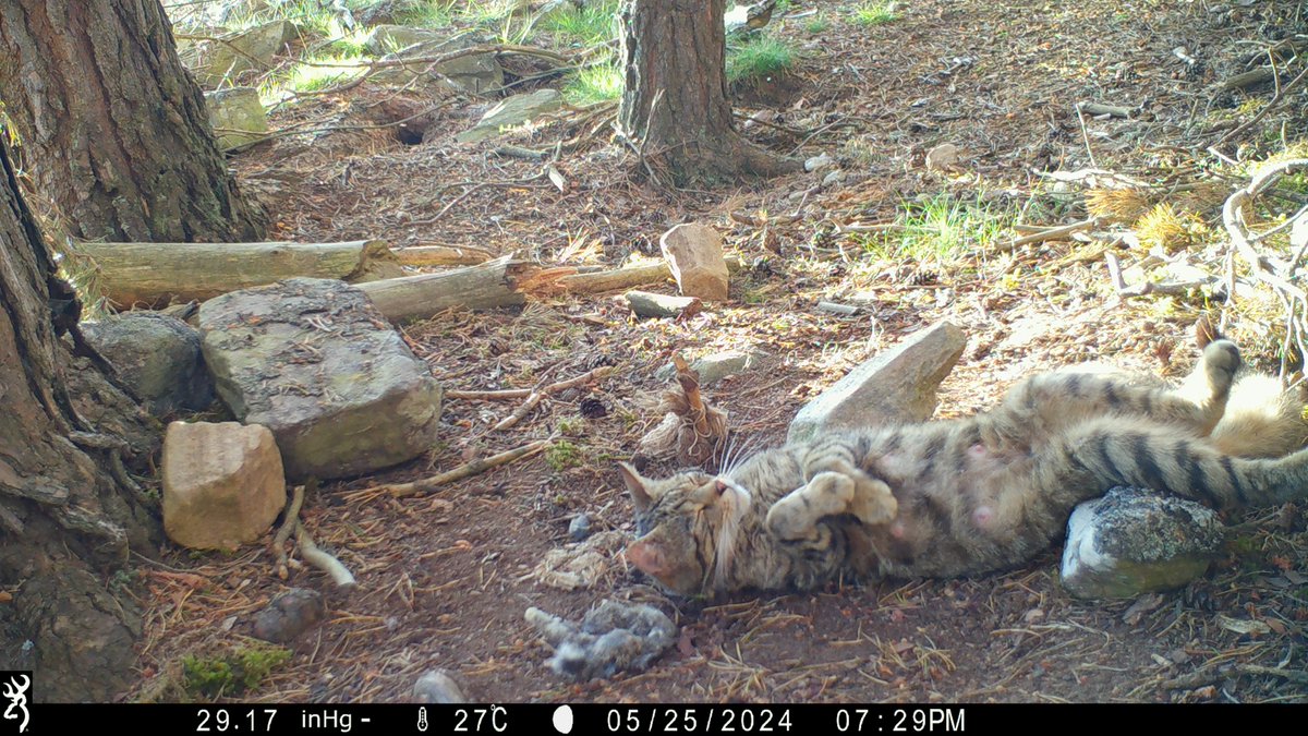 trailcam tweet media