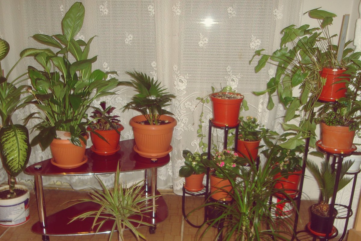 goulash2go's tweet photo. There's no bigger environmentalist than middle-aged Slavic moms!
#EasternEurope #Slavic #SlavicCore #EasternEuropeanAesthetics #bloc #houseplants #SlavicMom https://t.co/nsH8ztqin9