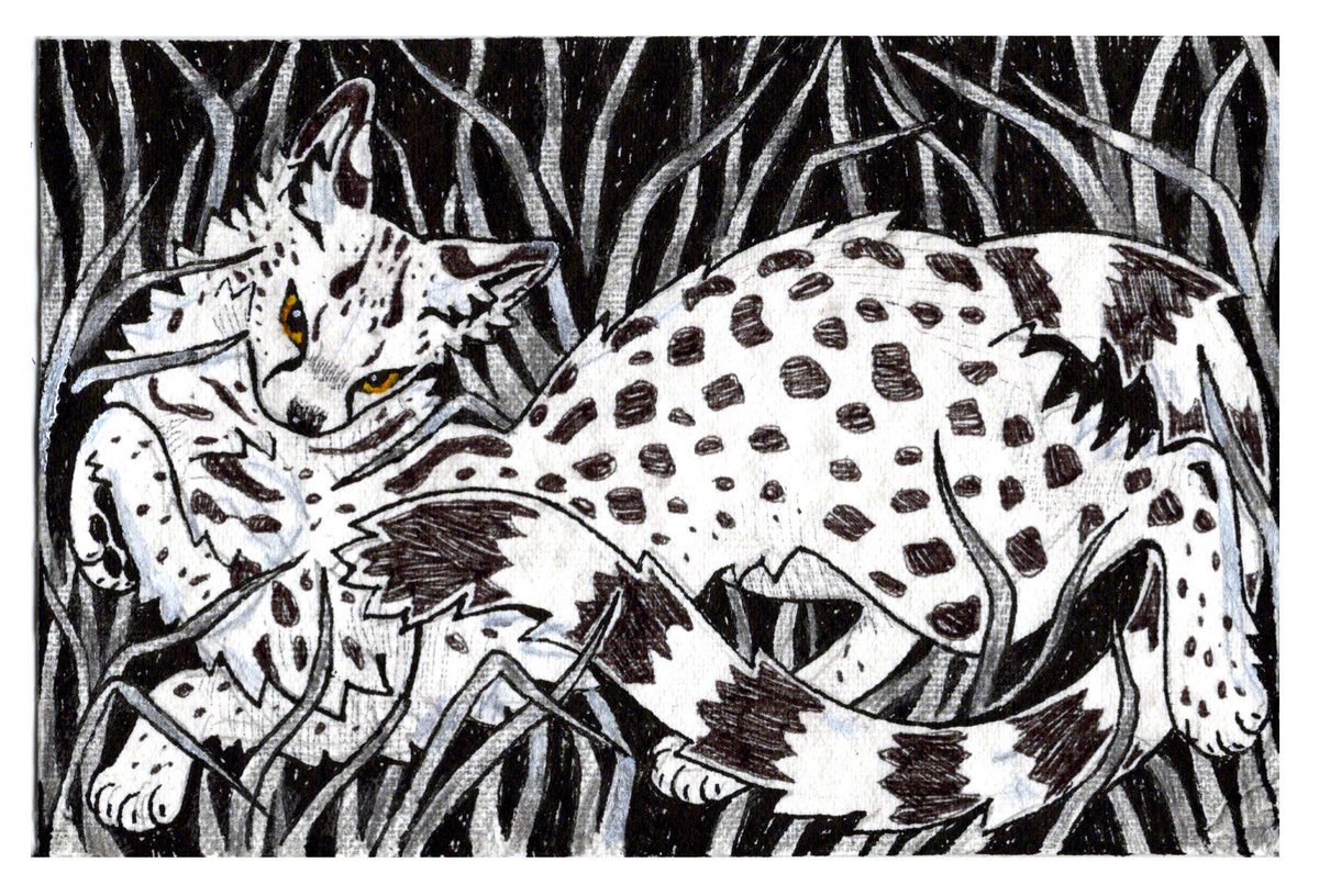 𝔣𝔢𝔯𝔫𝔴𝔥𝔦𝔰𝔨𝔢𝔯ᓚᘏᗢ tweet media