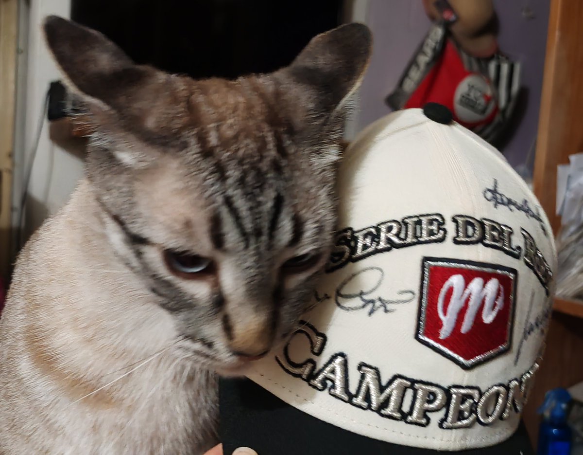#LaCasaDelBeisbol Vlad es el gato más beisbolero, "un Dodger de corazón, pero con alma de Diablo", ¡Puro campeón! ❤️⚾💙⚾
