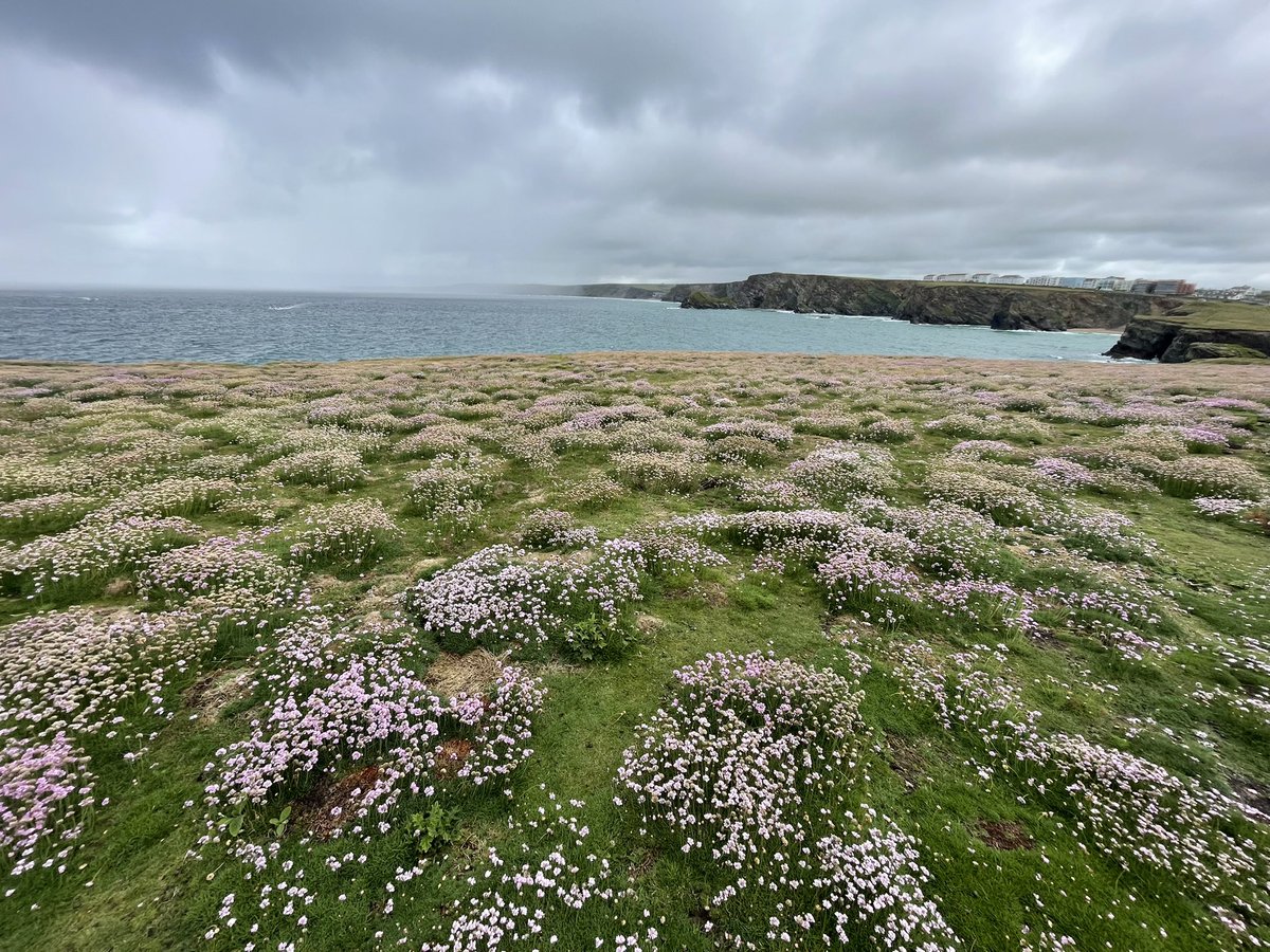 JanetStanley1's tweet photo. Mean and moody #Thrift #Lovelocks #PorthIsland https://t.co/NMa5ODOK3Y