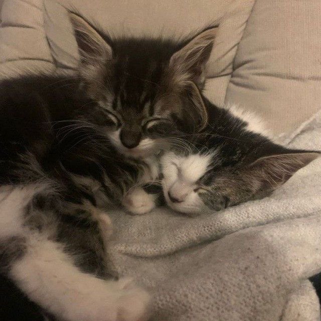 Kitty archives ♡ (@puppierz) on Twitter photo 