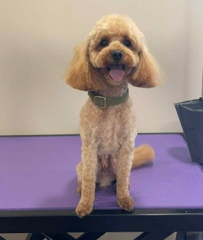 millypod1's tweet photo. 🆘6 JUN 2025 #Lost BUDDY #ScanMe
YOUNG Red Poodle Cross Male
#Auchtertool old council dump by the water treatment plant headed #kirkcaldy over the fields towards
golf course
#Fife #Scotland #KY7
FB group: https://t.co/t4pi9qD9qa
https://t.co/V5CQNk1LVX https://t.co/MMv96Gpby8