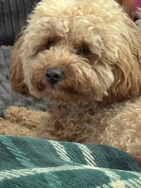 millypod1's tweet photo. 🆘6 JUN 2025 #Lost BUDDY #ScanMe
YOUNG Red Poodle Cross Male
#Auchtertool old council dump by the water treatment plant headed #kirkcaldy over the fields towards
golf course
#Fife #Scotland #KY7
FB group: https://t.co/t4pi9qD9qa
https://t.co/V5CQNk1LVX https://t.co/MMv96Gpby8