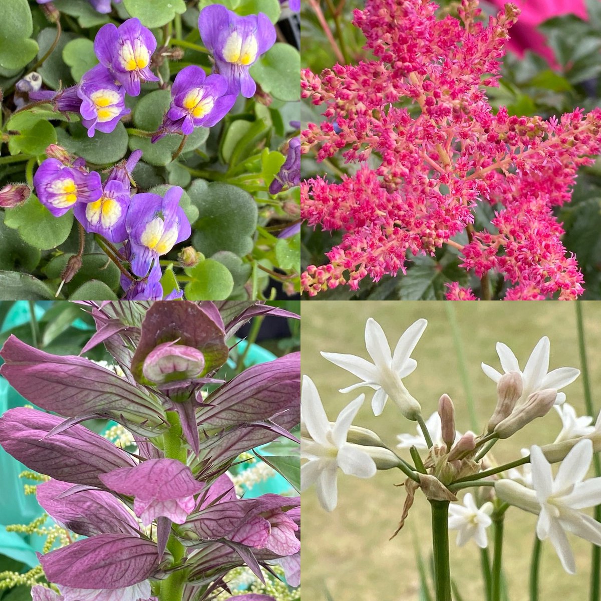 An amazing day today @royalwindsorflowershow. A very special memory for me will be having a chat with an amazing gentleman @matthewbiggs55. What a truly inspirational individual he is. A more humble and gracious man you’d struggle to find anywhere.