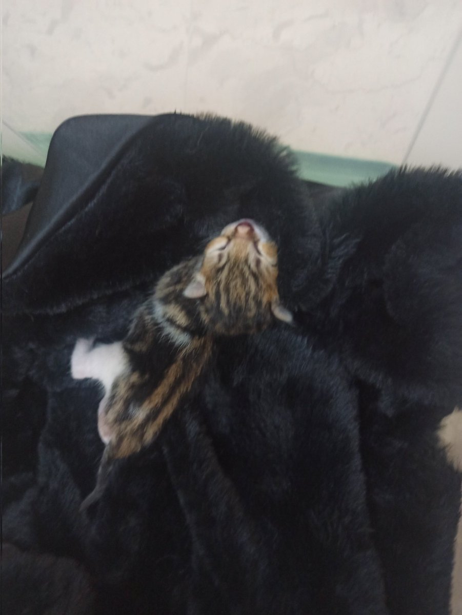 Bağırmaktan uyuyakaldi