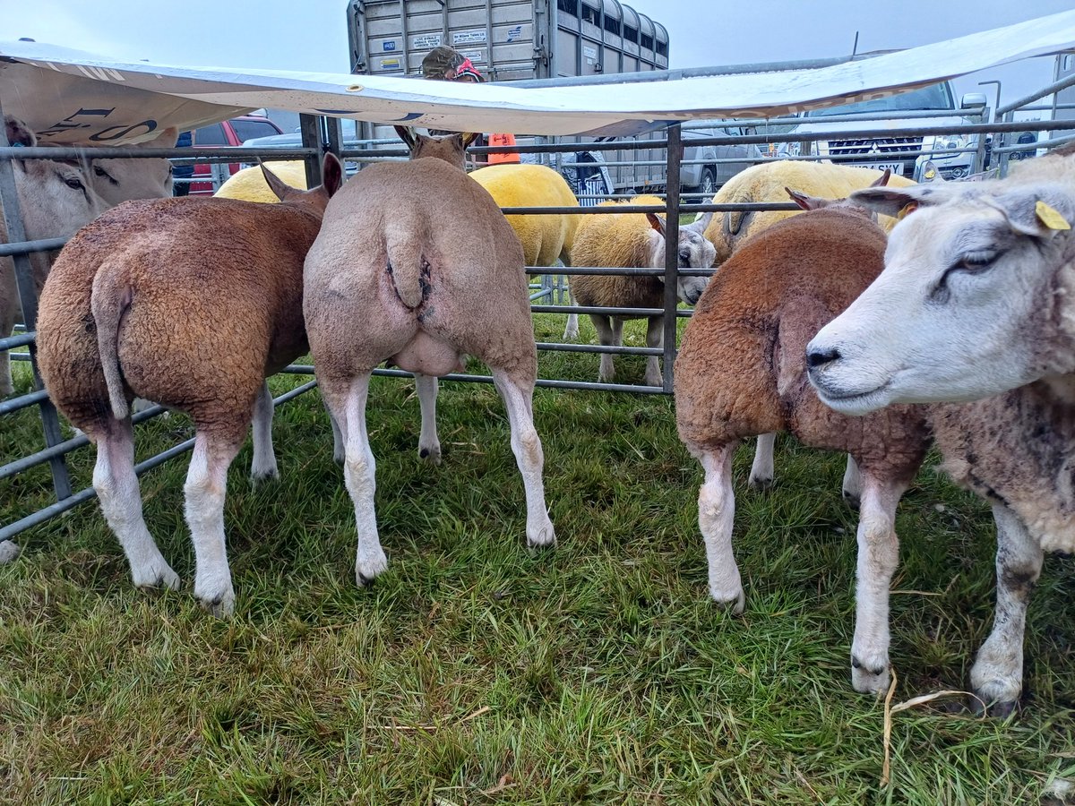 Fifth Show outing of 2025 and off to Newmilns Show on what was a ☔️ day 

10 Sheep, 3 Prizes:
🥉 Beltex Ewe
🥉 Beltex Tup Lamb
🥉 Beltex Group of Three

🐄🐑 Super show once again and well done to all exhibitors for taking part 🐄🐑