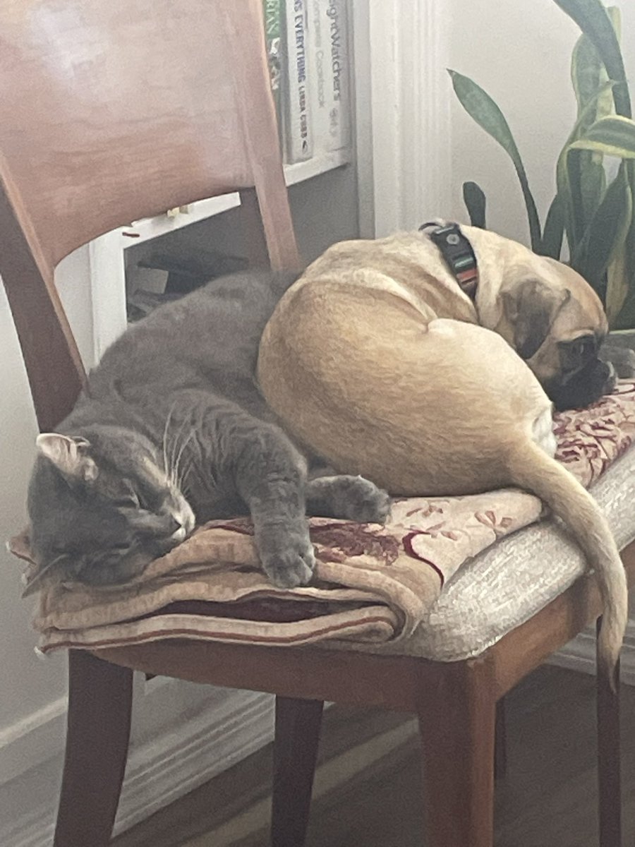 Becky Joy (@beckyjoyartist) on Twitter photo <a href="/thespybrief/">The Spy Brief</a> Iโve got my granddaughters cat Beans now with Bugsy her new 6 month old puppy in residence now. Bugsy is cute, nice to have around but like babies some things have to be put away, like my teak coffee table. Itโs temporarily in the garage. My granddaughter is back. <a href="/thespybrief/">The Spy Brief</a> Iโve got my granddaughters cat Beans now with Bugsy her new 6 month old puppy in residence now. Bugsy is cute, nice to have around but like babies some things have to be put away, like my teak coffee table. Itโs temporarily in the garage. My granddaughter is back.