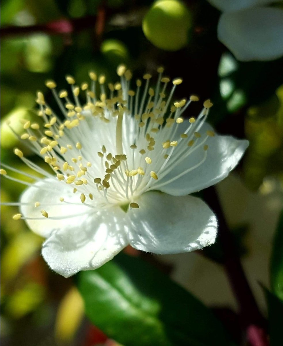 Maria Lea tweet media