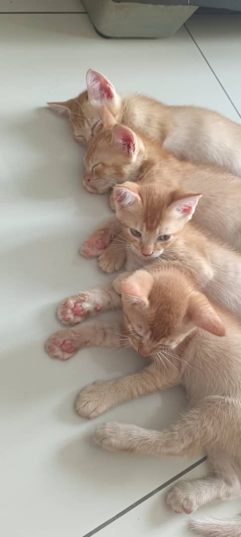 rslan_reapfield's tweet photo. Looking for new home. https://t.co/dLHKTuxP9v