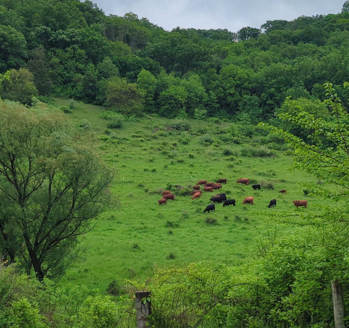 pclarkallen's tweet image. Heaven is a place that when you arrive, you can hear grass ripping, smell grass fermenting, and see impossible shades of green.