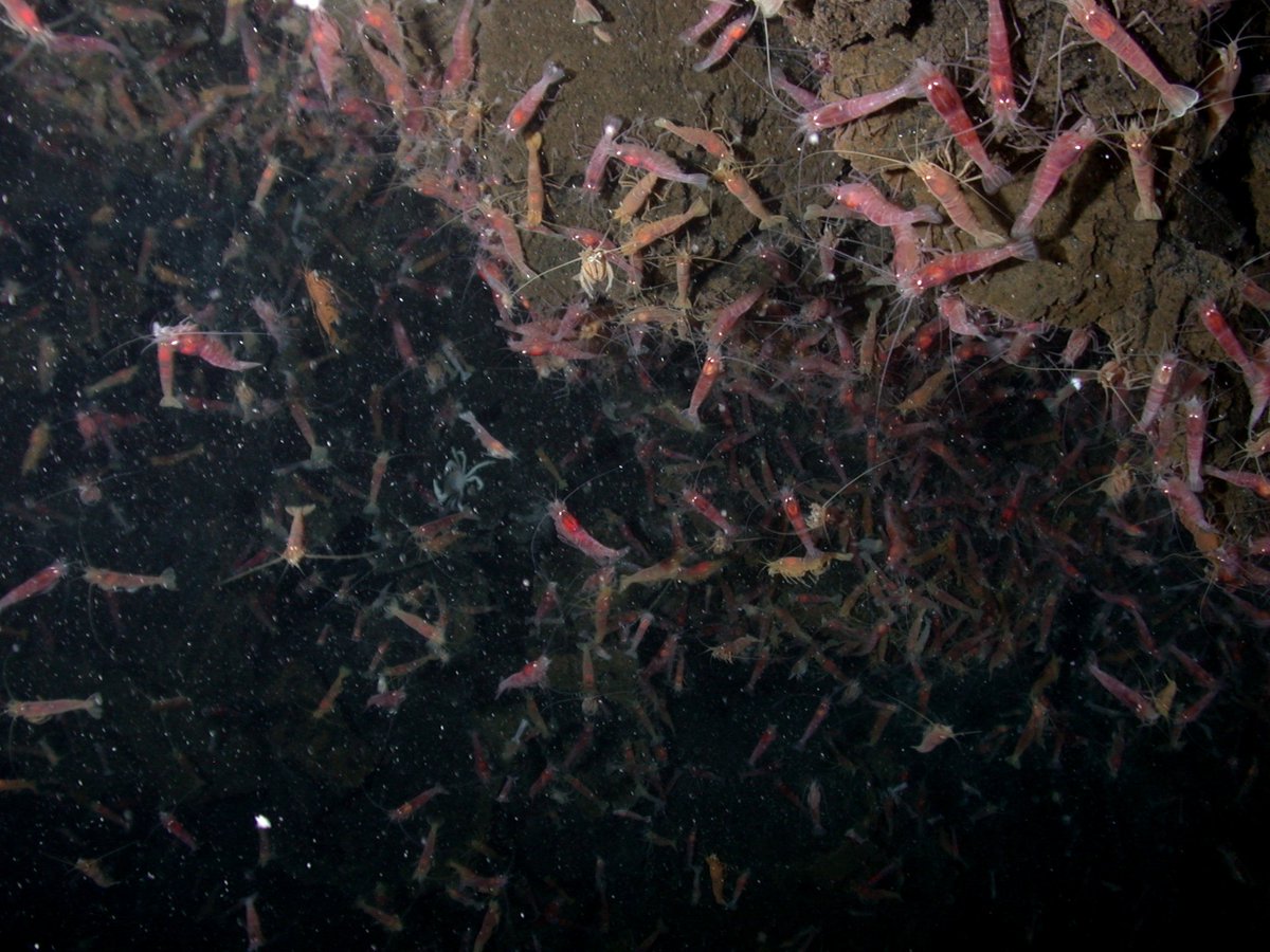 DeepSea_Daily's tweet photo. #Day374 Alvinocarididae #DeepSea https://t.co/MyCpQbz1Wr