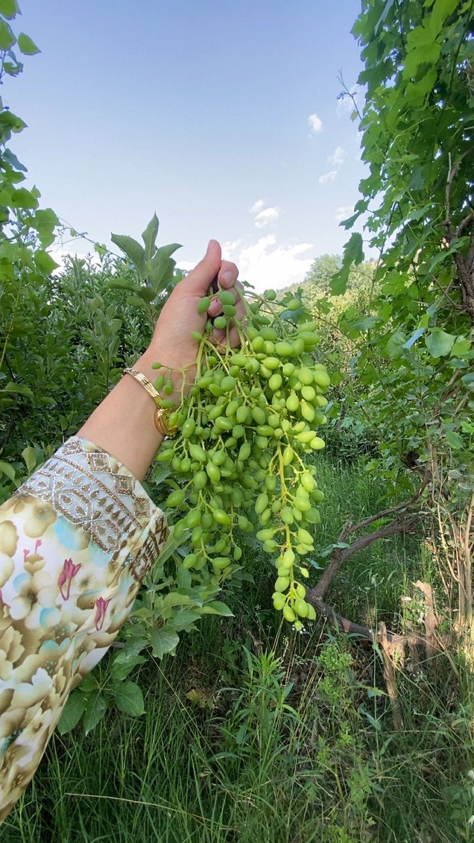 layla_kurd9's tweet photo. #kurdistan https://t.co/UjnPn7fFk3