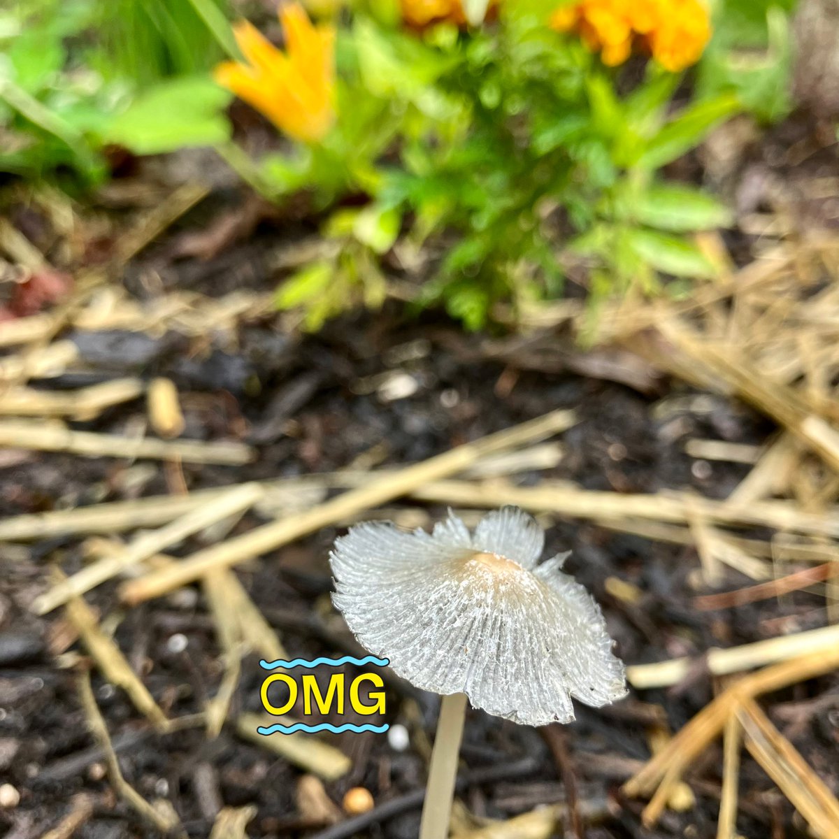 photogal5's tweet image. I did not plant this!  But definitely feels like we’re living in a terrarium outside…#stlwx #rain #humid