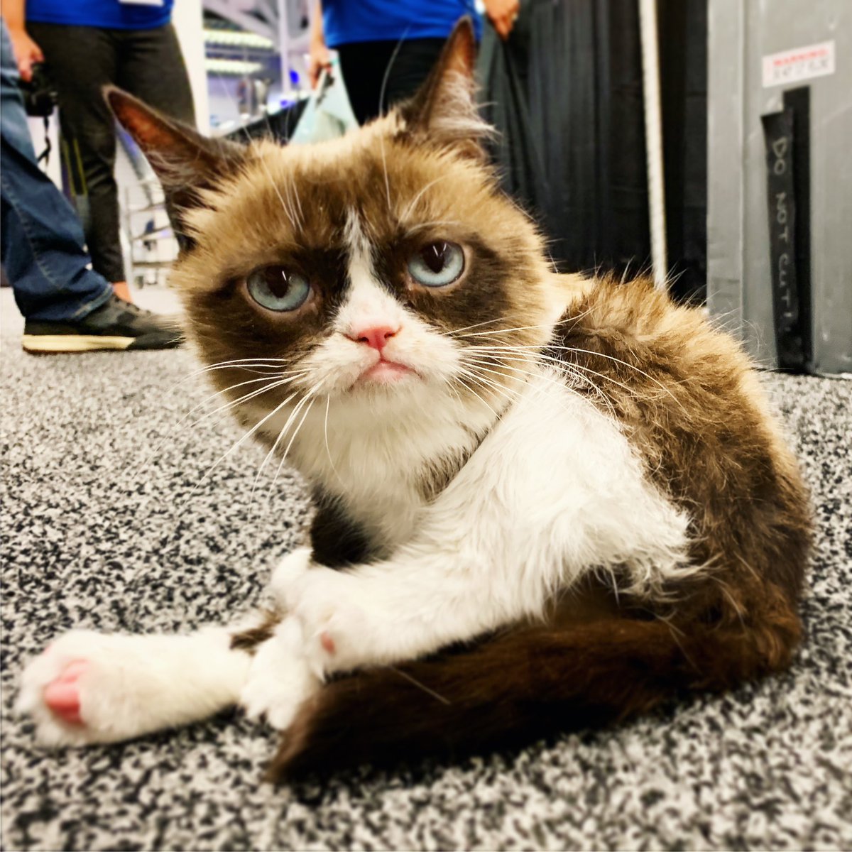 Grumpy Cat (@realgrumpycat) on Twitter photo 