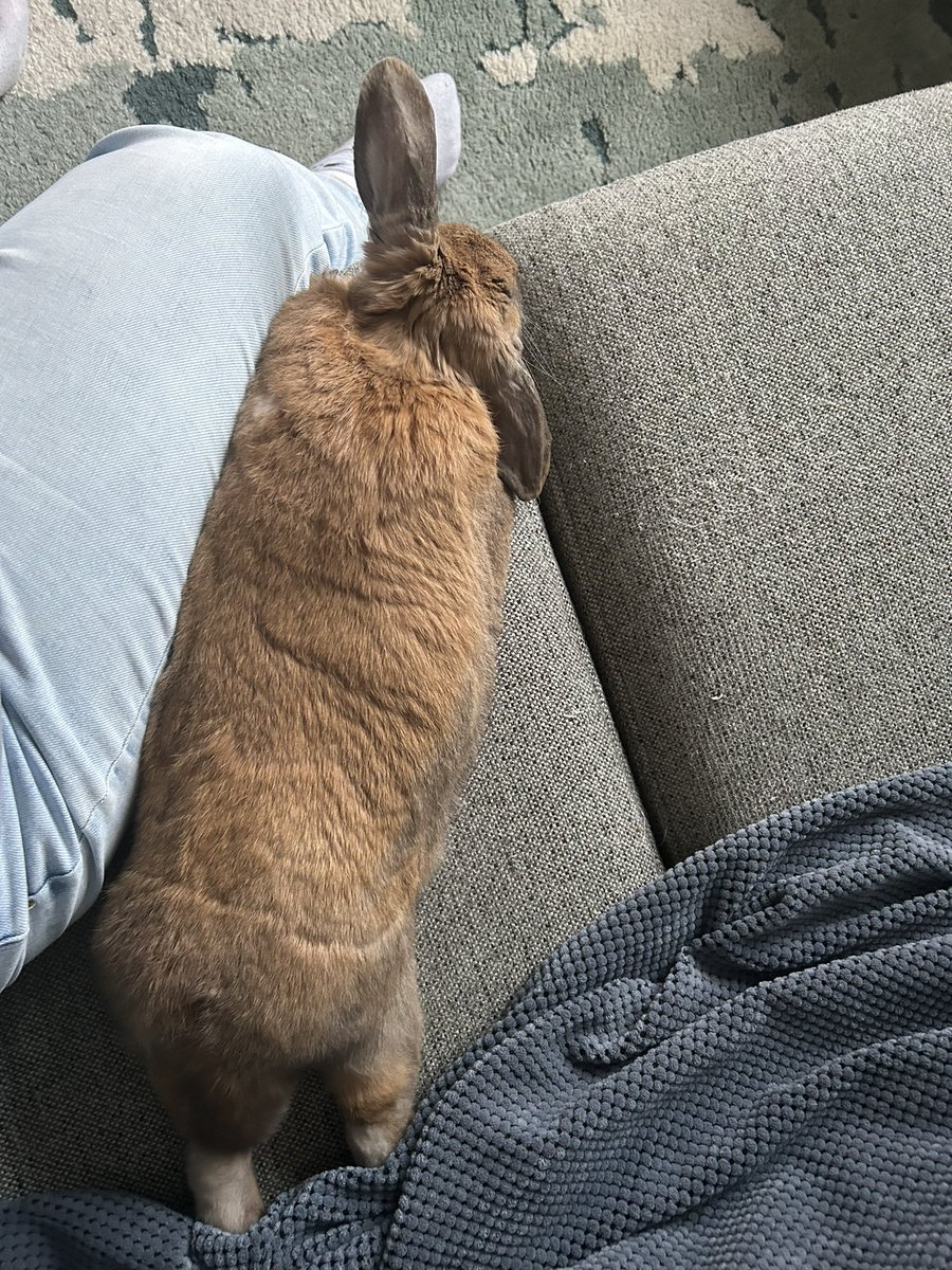 LvAPictures's tweet photo. Mijn lieve nijn is blij dat baasje eindelijk vakantie heeft 😊🐰
Lekker veel uit het hok en vooral bij baasje op de bank… Qualitytime 🥰❤️
#Chuck #nijn #huisdier #loveher #vakantie #chilluh #relaxen https://t.co/09ZtKrZbOK