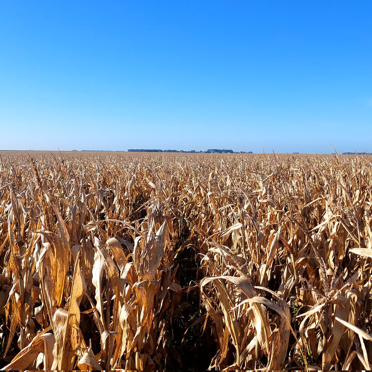 Otra apuesta que salió bien en esta campaña de otoño cálido:
👉 Maíz de segunda sobre trigo candeal
👉 Siembra: 8 de enero. Híbrido MR 111
👉 Se cosecha esta semana como grano húmedo (28% H) para feedlot
✔️ La integración con la ganadería permite este tipo de estrategias
📍 Bosch