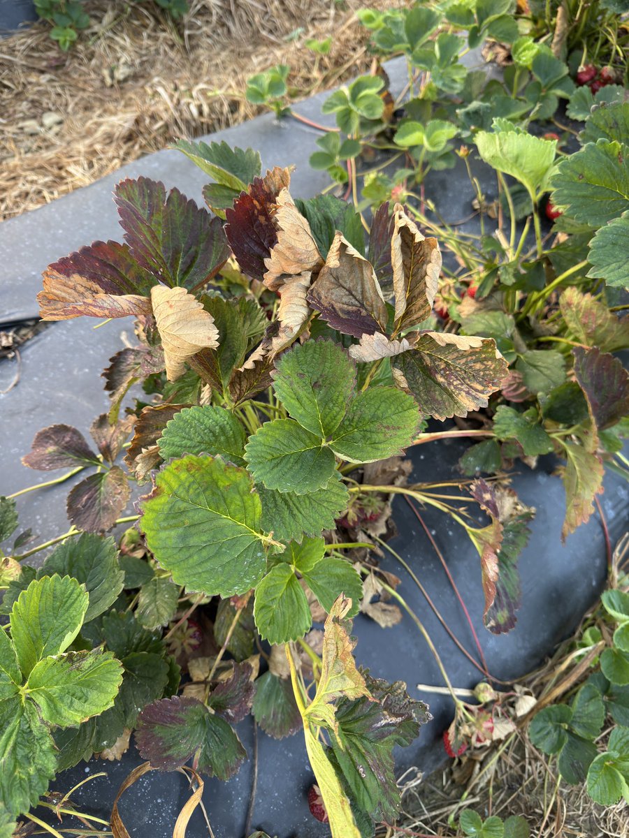 Neo-p,  so far is only a minor issue.  Starting to see more of it as gets warmer.