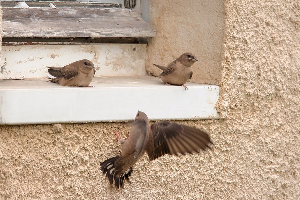 Rotszwaluw jonkies die ongeduldig zitten te wachten tot de ouders met voedsel komen.
#Rotszwaluw #Dordogne #Lacave