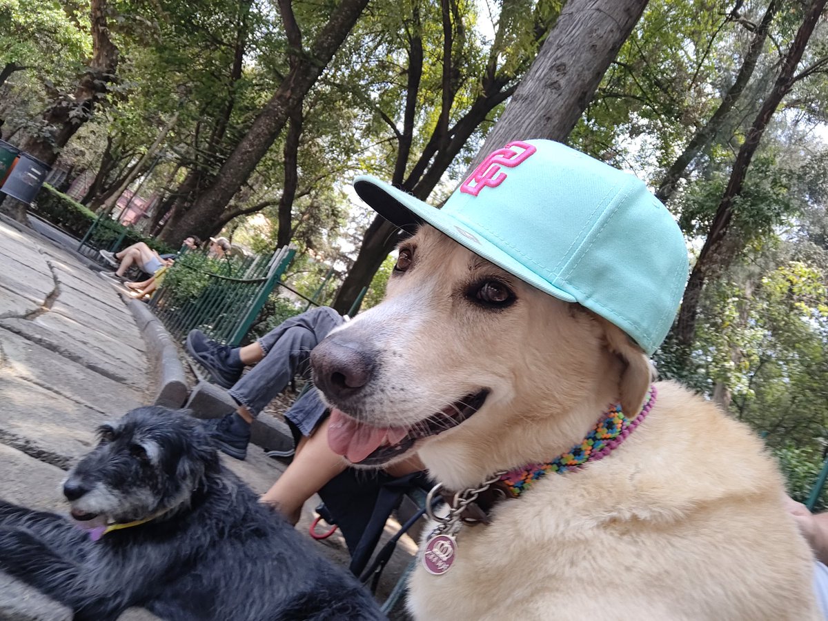 _eplm's tweet photo. #lacasadelbeisbol
Falso lo que dice @steffyaradillas 
Hay mascotas que sí saben de ésto! @SDPadres
Saludos desde CDMX https://t.co/FbY38CX2ZI