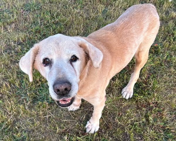 Bitte teilt den armen Winnie danke
Der schwer vernachlässigte &amp; traumatisierte Labrador-Opi Winnie (14) sucht einen Gnadenplatz 
Winnie musste die Hölle durchleben, bevor er durch das Veterinäramt in unsere Obhut kam. Er war zwei Wochen alleine in der Wohnung eingesperrt, nachdem