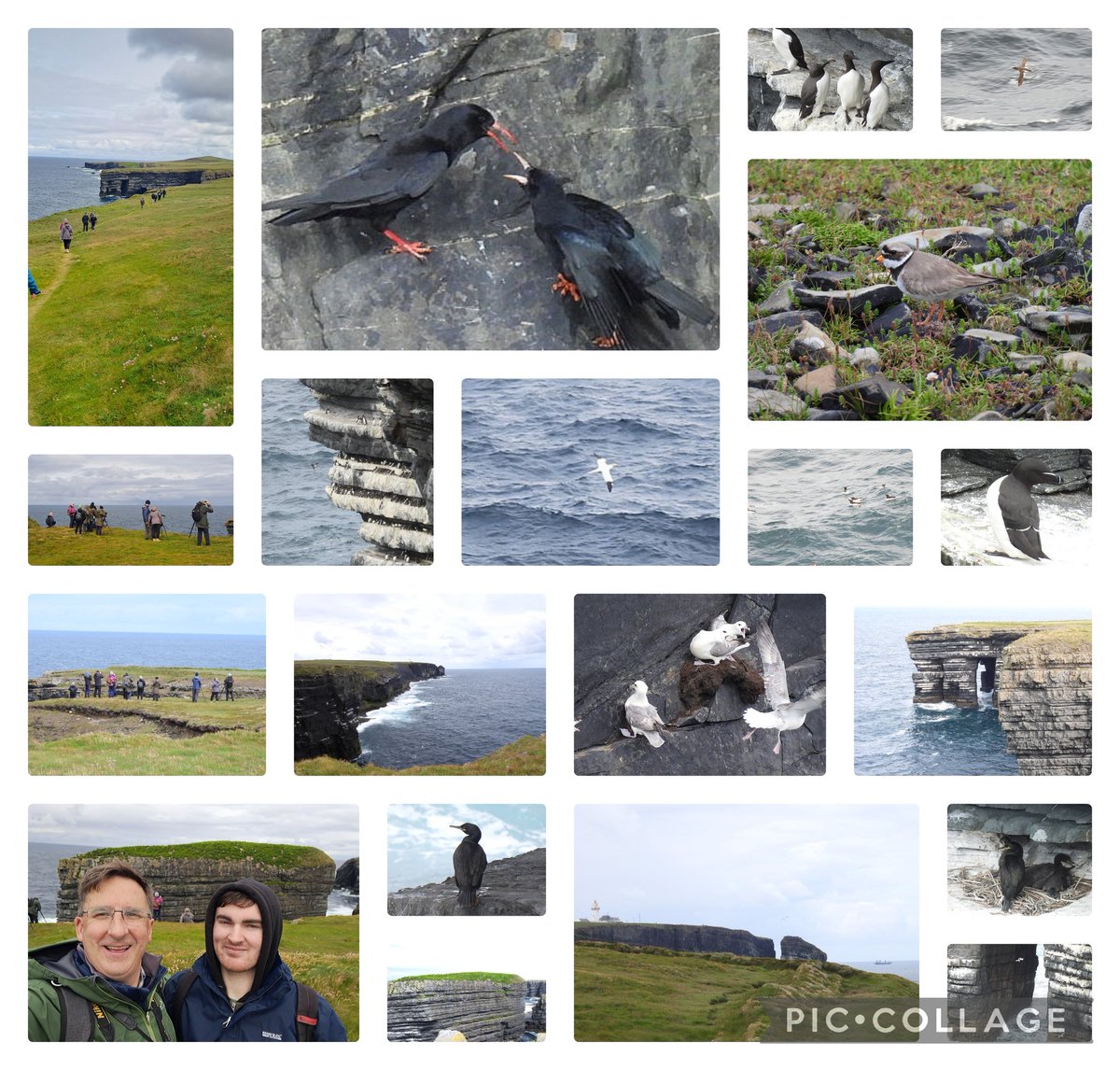 DonoghSweeney's tweet image. Super joint Clare & Limerick @BirdWatchIE outing to Loop Head today. Great scenery, great weather & so many birds to see. Guillemots, Razorbills, Kittiwakes, Fulmars, Shags, Gannets to name just a few. Even Ringed Plover. But my favourite has to be the Choughs with their young❤️