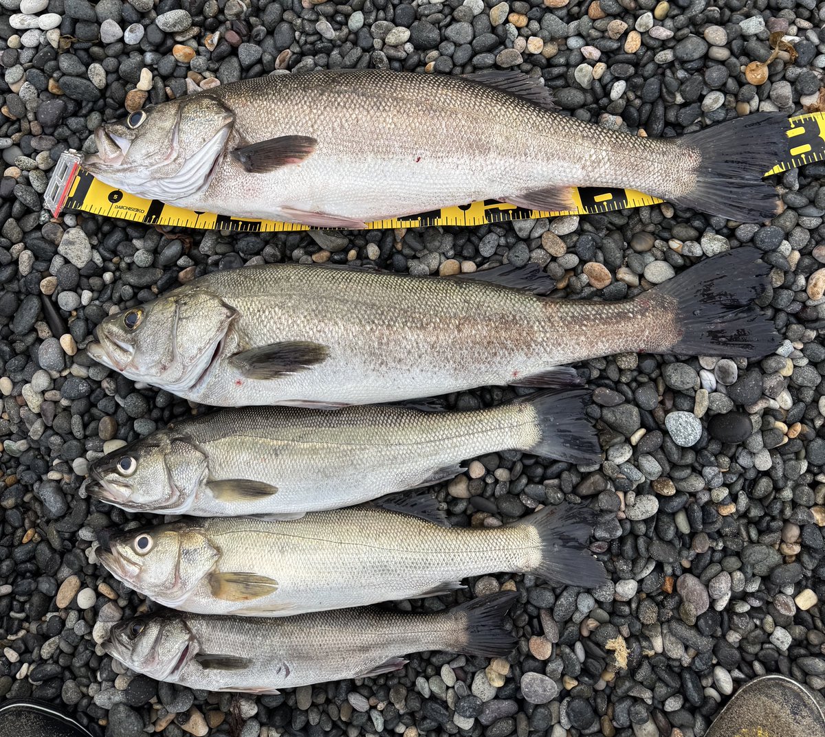 80cmの砂ズズキ！
ランカー獲りました👍

#シーバス　#釣り　#ランカー