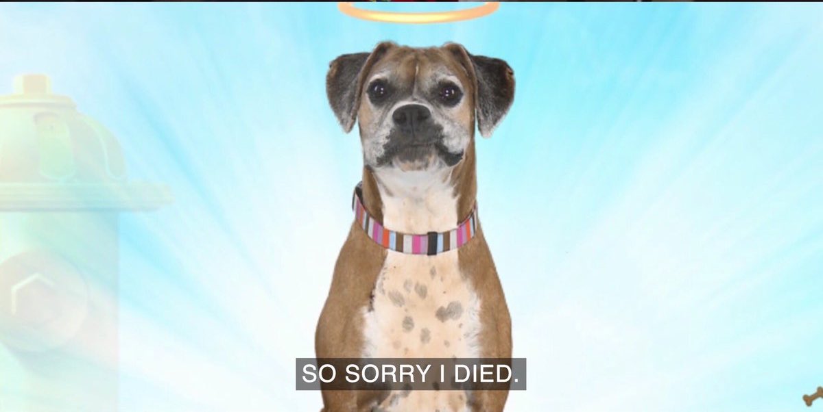 WesleyBout's tweet image. Why does it feel like this