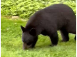 Video: Black Bear Sighted in Westfield Saturday: tinyurl.com/yywueha7