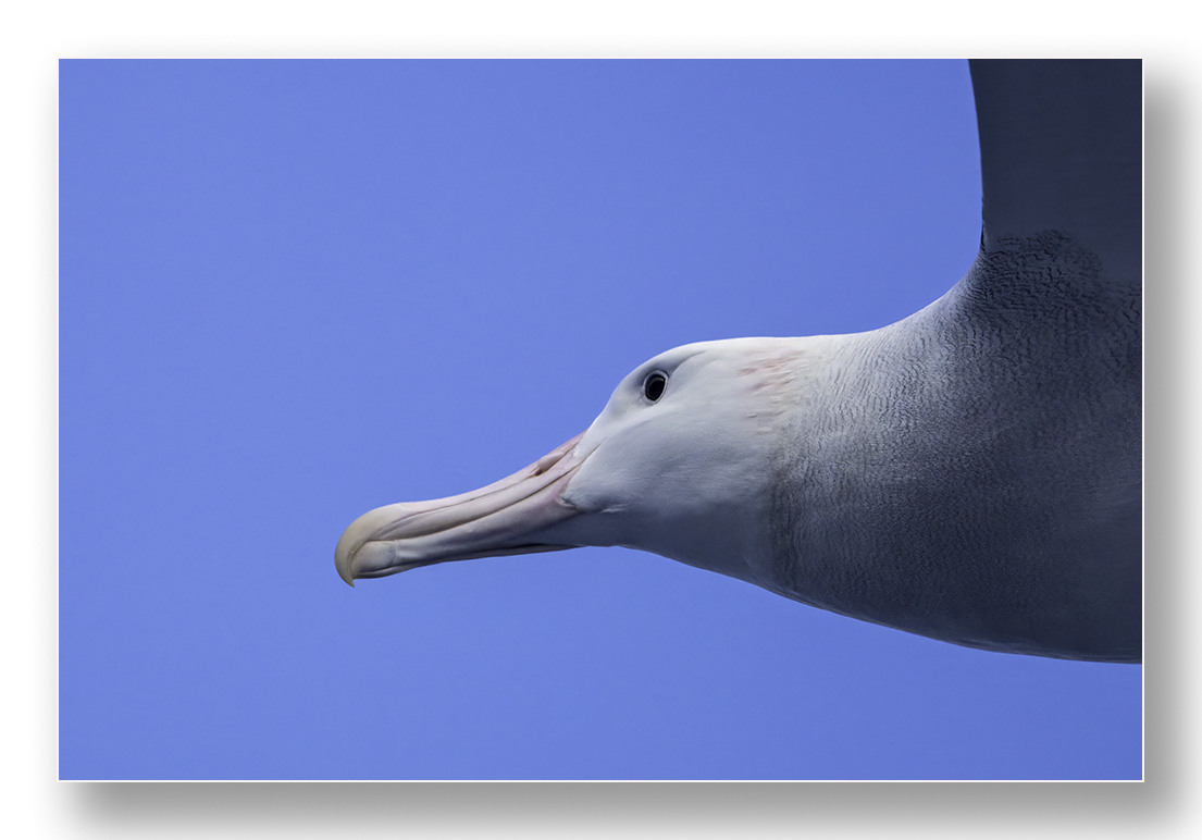 barnard_ian's tweet photo. Snowy Albatross on the Flock To Marion 2025 https://t.co/jtmRgk2vt9