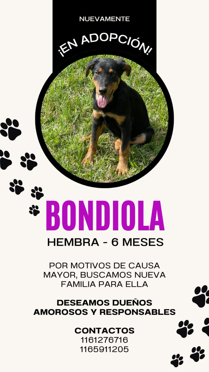 Estamos buscando nuevamente una familia para Bondiola, por favor personas responsables, tiene meses, info en la imagen