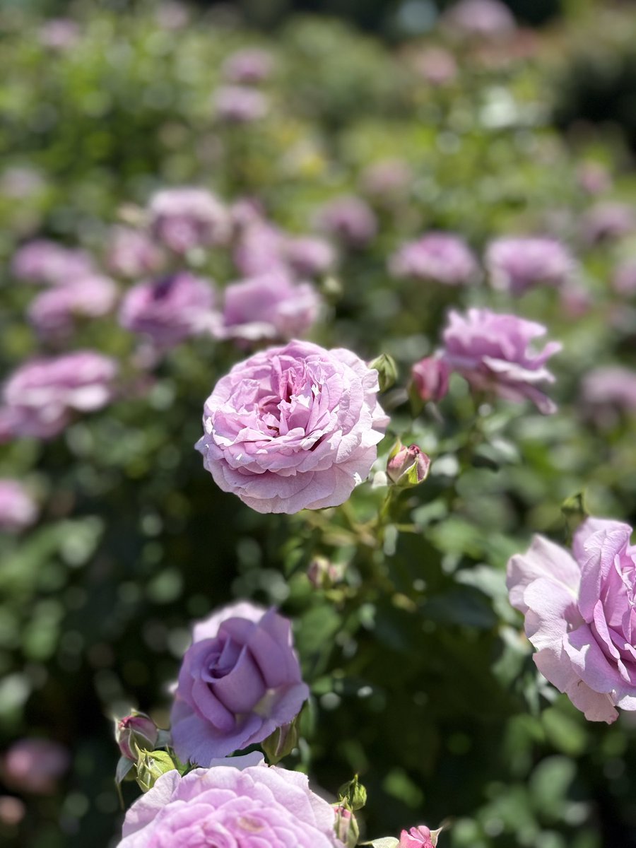 City of Roses