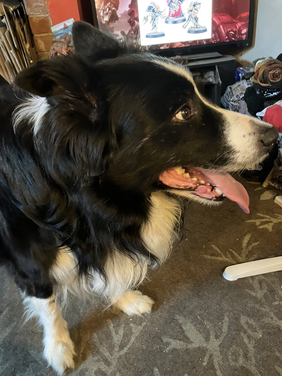 <a href="/BonnieWilbs/">Bonnie Wilbs 🏴󠁧󠁢󠁷󠁬󠁳󠁿</a> <a href="/Kesthecollie/">Kes 🐶 😘</a> Fen LOVES custard creams