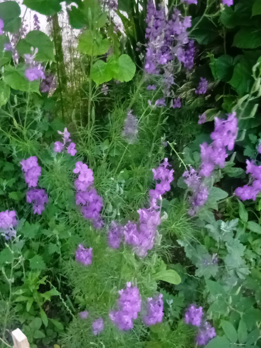 Катерина Галич tweet media