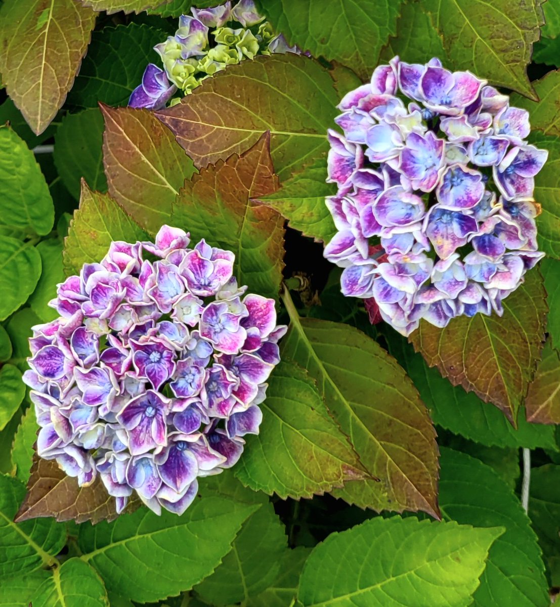 皆様 お早うございます͛💠

今日は法事のため仕事は休み

京都へ行って来ます🚋💨

多分低浮上…素敵な日曜日を

お過ごしください((꜆˙꒳˙)꜆🍀

不謹慎ですが午後からの

食事が楽しみです…🥩ԅ(¯﹃¯ԅ)